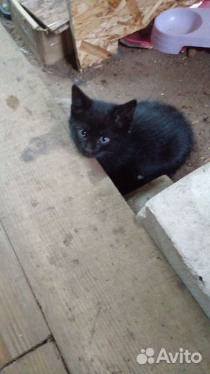 Котята в добрые руки бесплатно