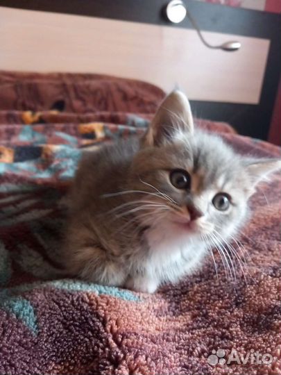 Британский котёнок
