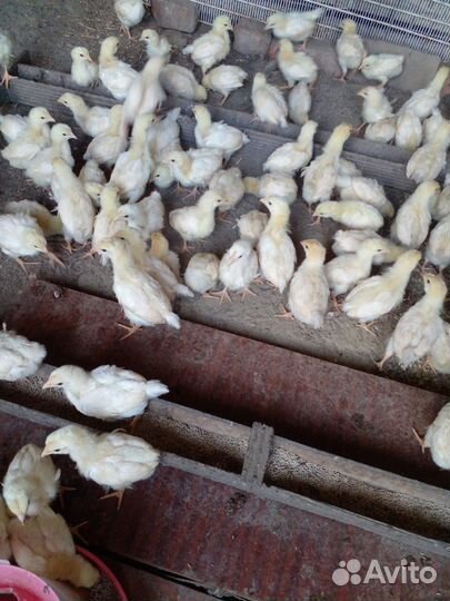 Цыплята мясо яичной породы