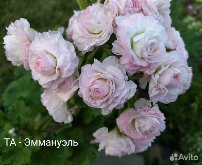 Пеларгония герань