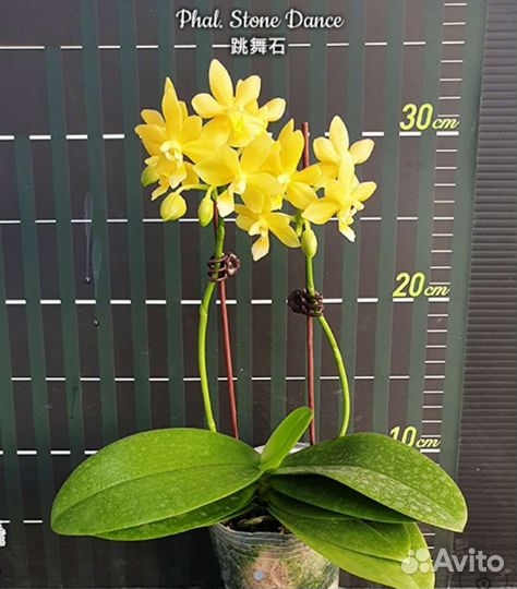 Орхидея миди