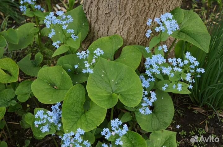 Многолетние садовые растения