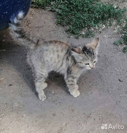 Котенок в добрые руки