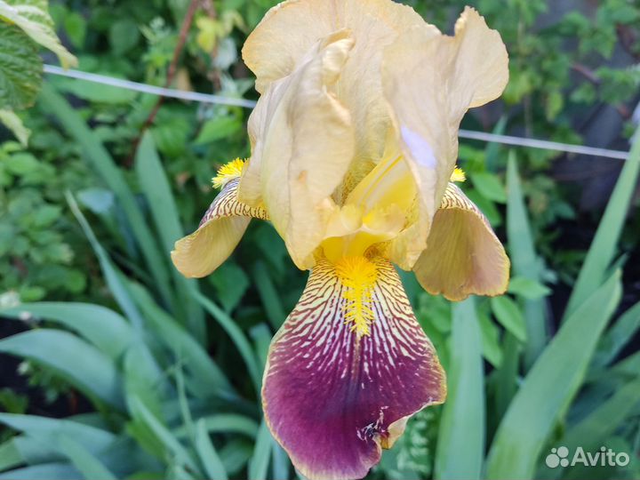Ирисы бородатые сортовые
