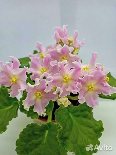 Фиалка сортовая