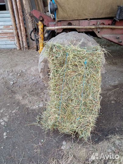 Сено в тюках костер иногда козлятнтк