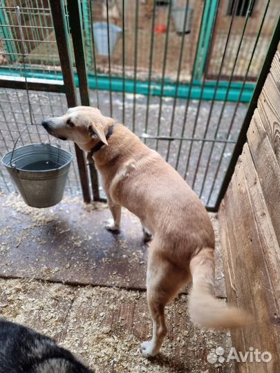 Собака в добрые руки