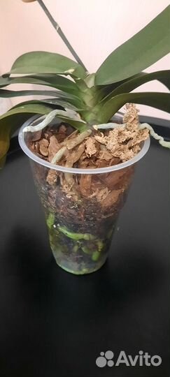 Орхидея фаленопсис мультифлора