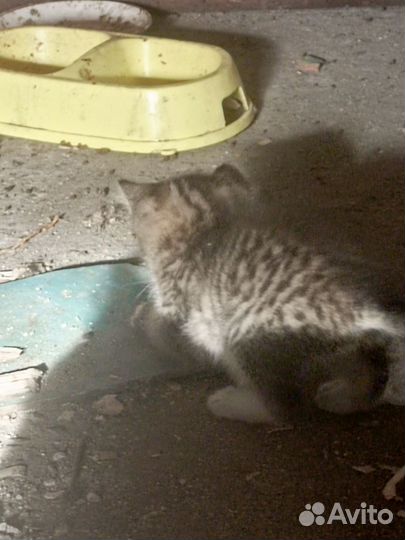 Котята в добрые руки мальчики