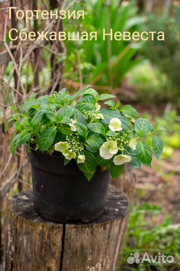 Гортензия черешковая, крупнолистная, Невеста