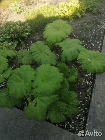 Астильбоидес