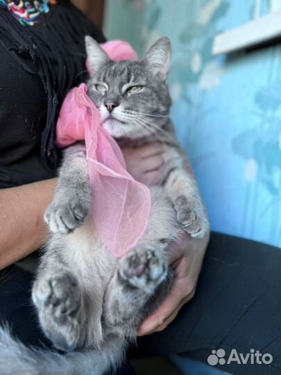 Кот в добрые ручки