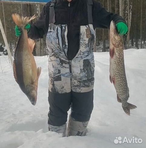 Рыба судак, щука