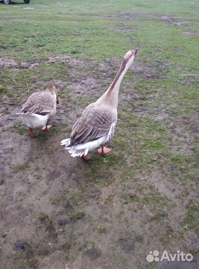 Инкубационное яйцо