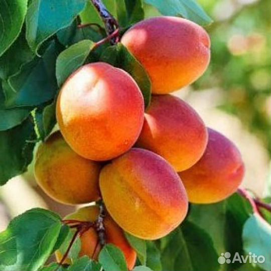 Саженцы абрикос Краснощекий