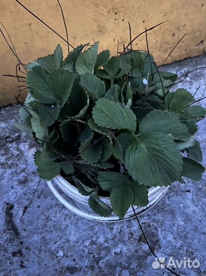 Рассада клубники