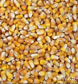 Кукуруза