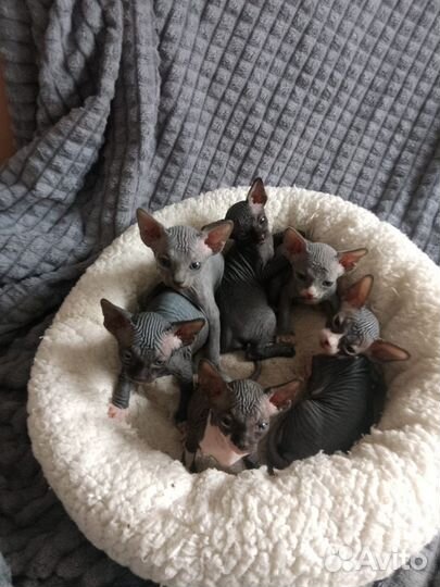 Канадский сфинкс котенок