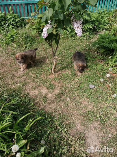 Щенки