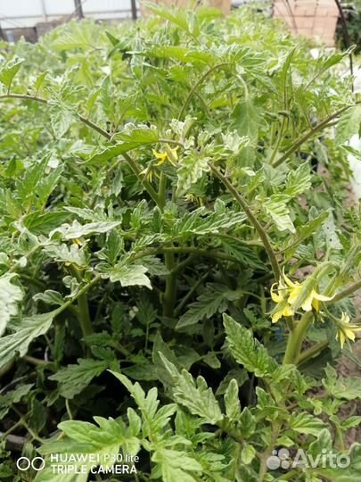 Рассада помидор, огурцов, перца, капуста