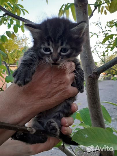 Котята в добрые руки бесплатно мальчики и девочка