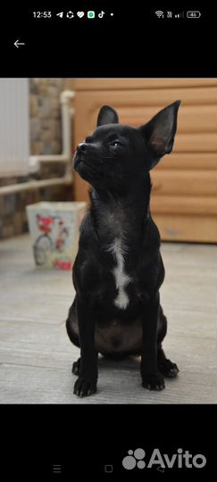 Чихуахуа мини