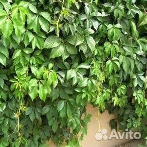 Виноград девичий. Вертикальное озеленение