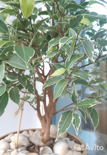 Фикус Бенжамина.Нина