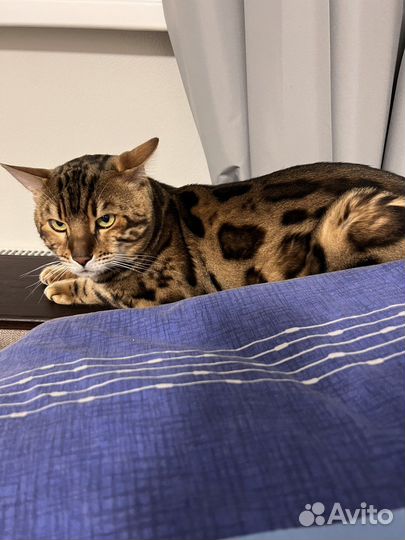 Передержка животных