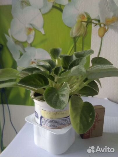 Фиалка полумини трейлер