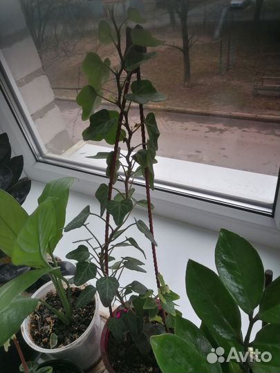 Продам замиокулькасы, комнатные цветы