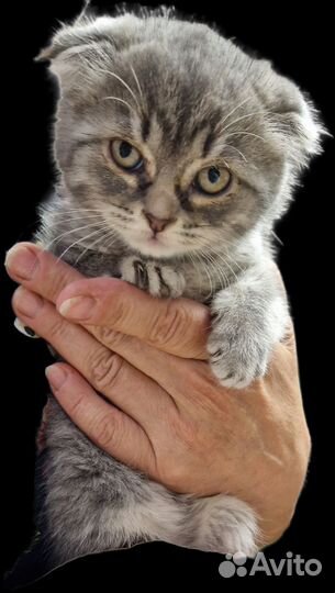 Кошечка вислоухая