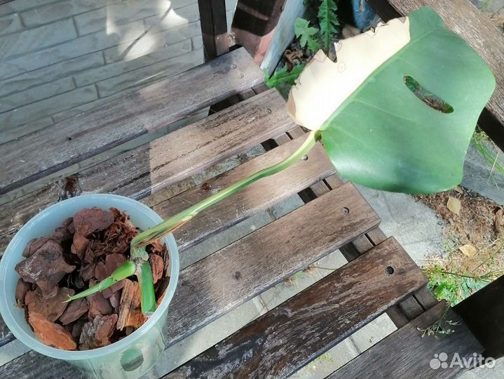 Монстера вариегатная еллоу сплеш