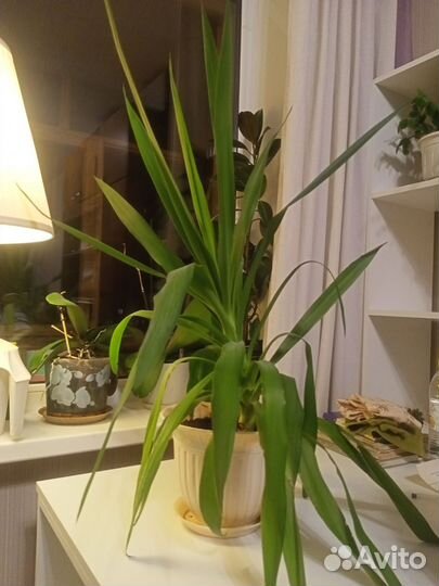 Пальма юкка