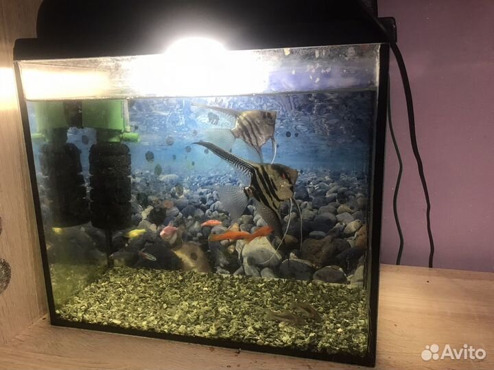 Аквариум с рыбками