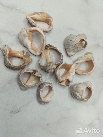 Набор ракушек морских натуральные