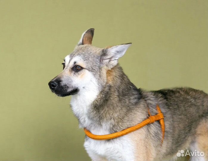 Собака овчарка метис