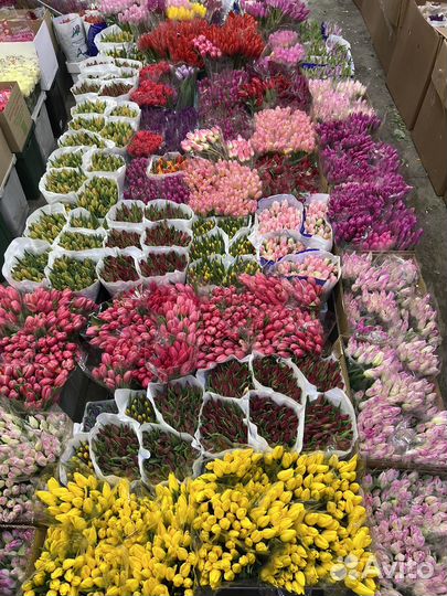 Тюльпаны к 8 марта оптом