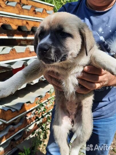 Щенки в добрые руки