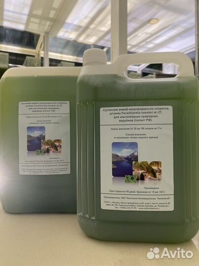 Хлорелла для очистки водоемов