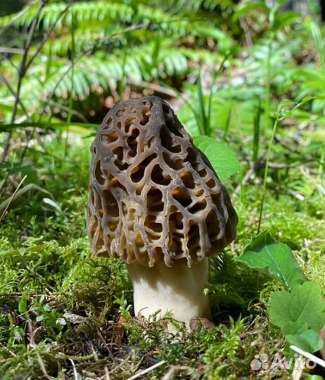 Дары/П гриб сморчек кордицепс рейши веселка