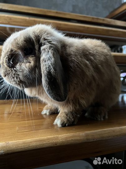 Декоративные кролики мини