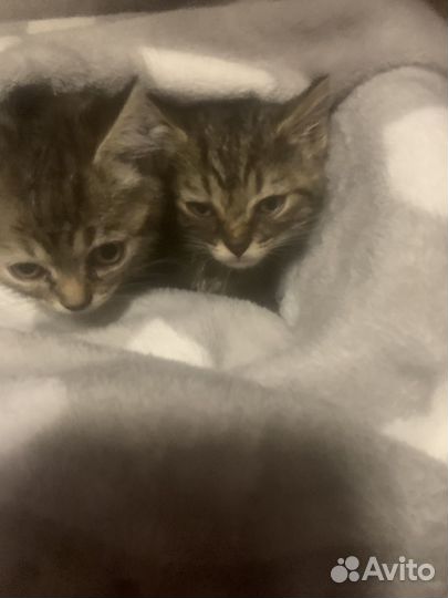 Котятки в добрые руки