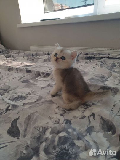 Британские котята золотая шиншилла