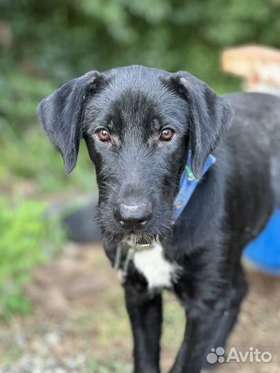 Собака охранник