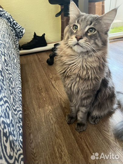 Кот мейн-кун вязка