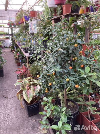 Цитрусовые деревья из питомника растений