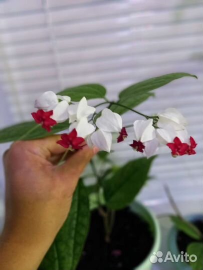 Клеродендрум Томпсона