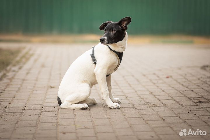 Милый, скромный щенок из приюта, Томаш