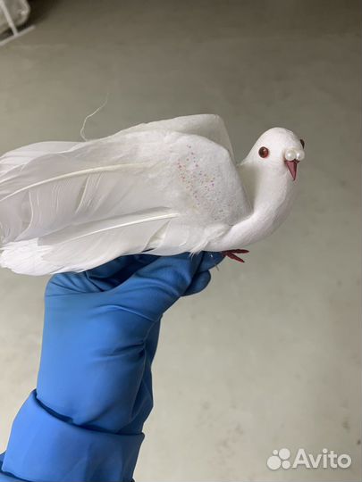 Голуби декоративные